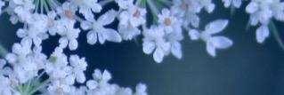 ChanelBookClub's profile banner image