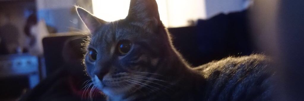 Laura Covington banner