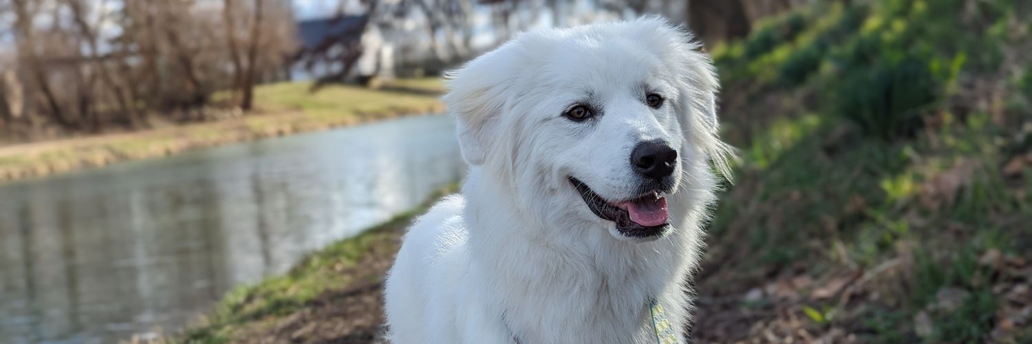 LazloWhitaker's profile banner image