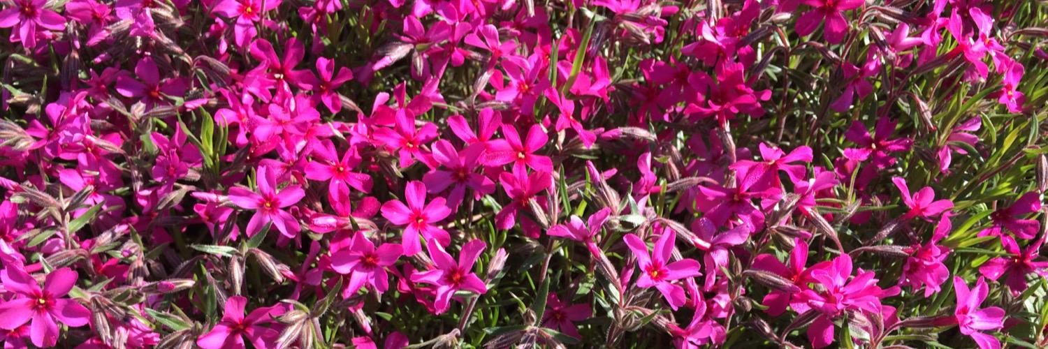 NorvalOutdoorSchool banner