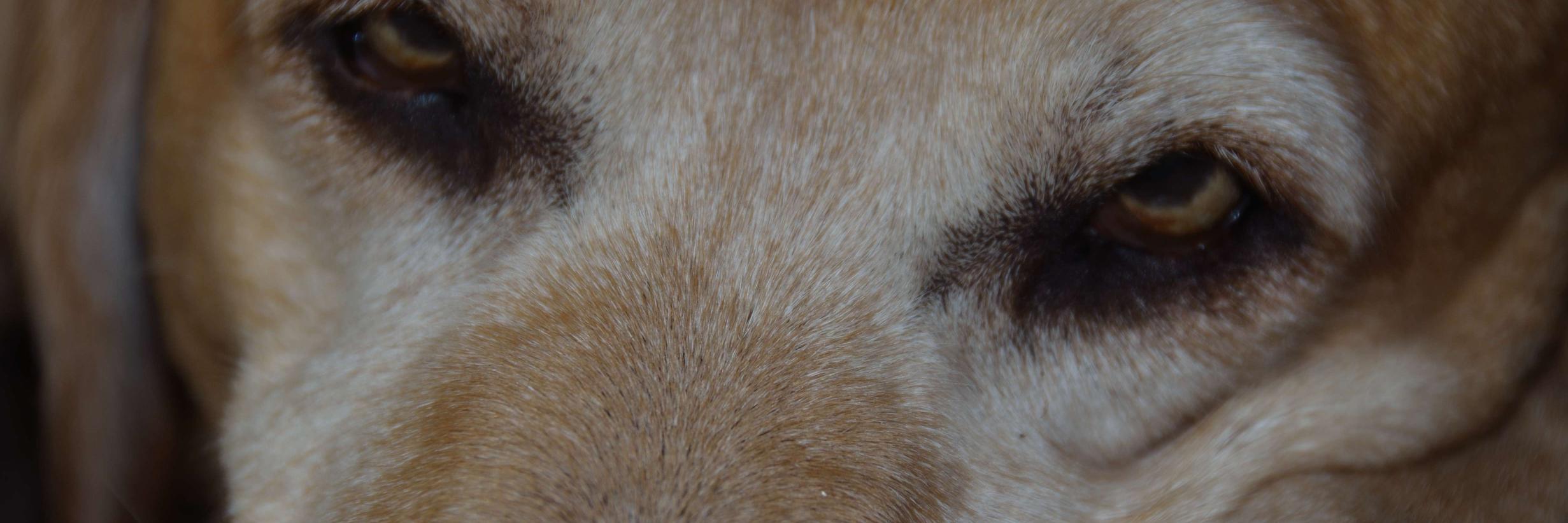 MemoryDogs's profile banner image