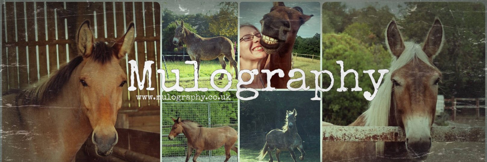 Mulography's profile banner image