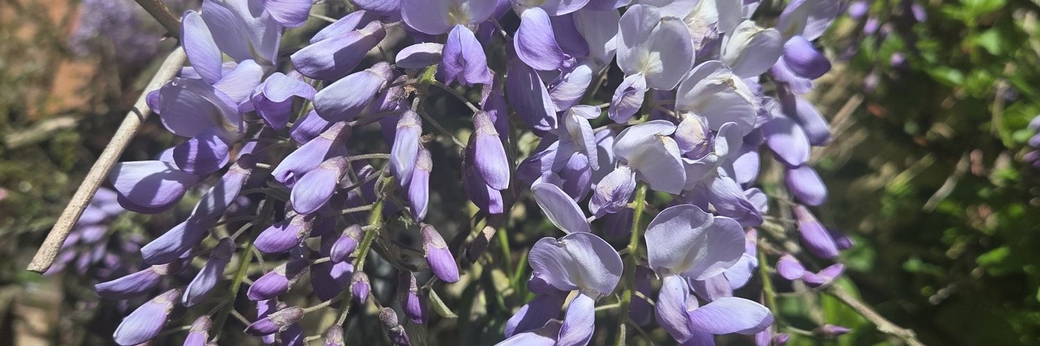 TraceyClayton's profile banner image