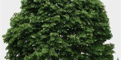LECFarnborough's profile banner image