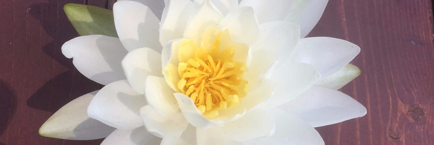 luminoushumidity banner