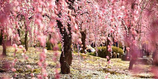 ayuriasha's profile banner image