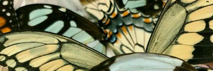 acotinac's profile banner image
