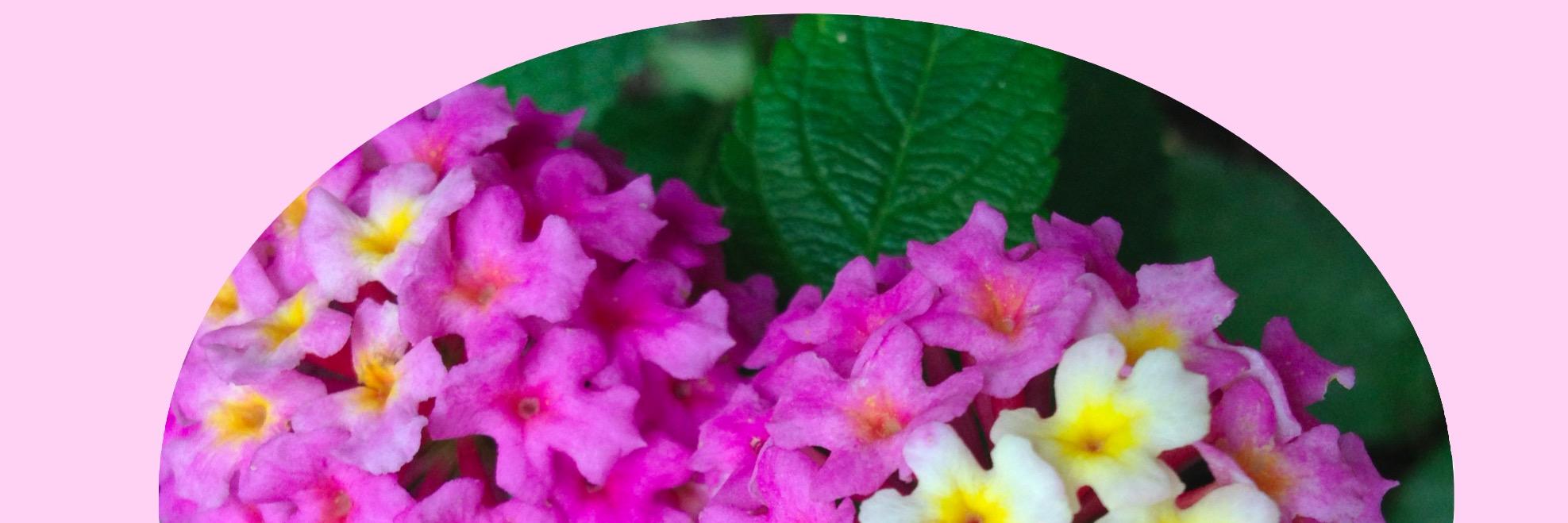 BarbaraDeloto's profile banner image