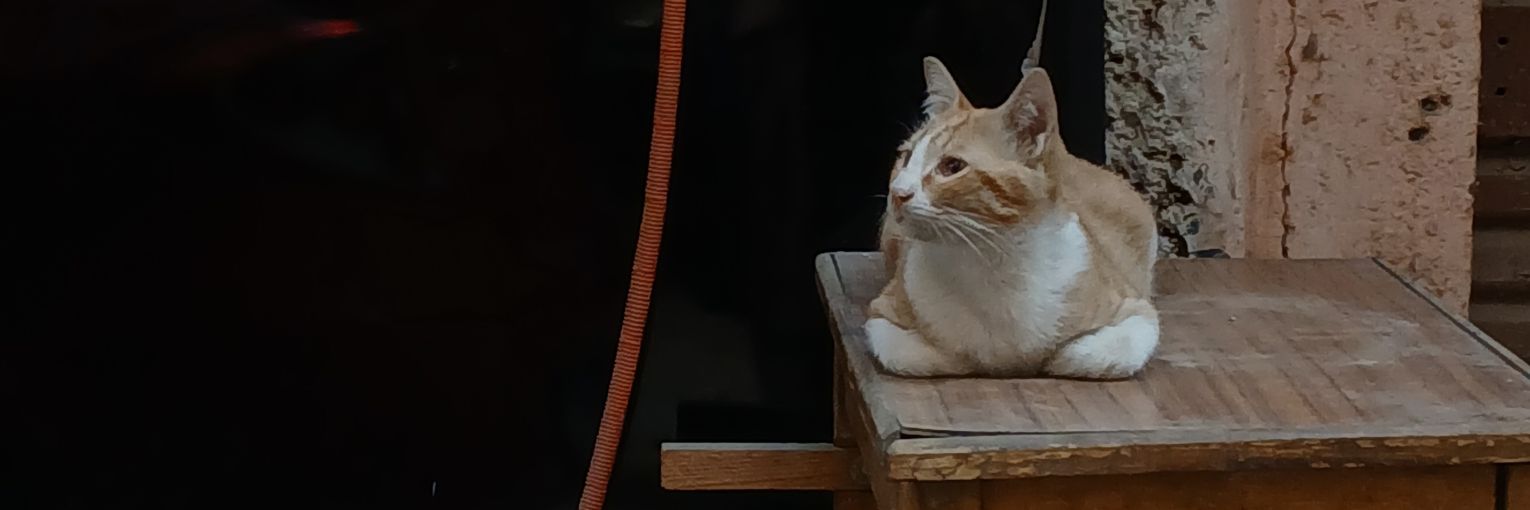 hoodedgrebe's profile banner image