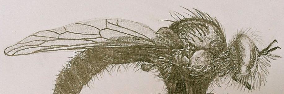 Charlotte H. E. Alberts banner