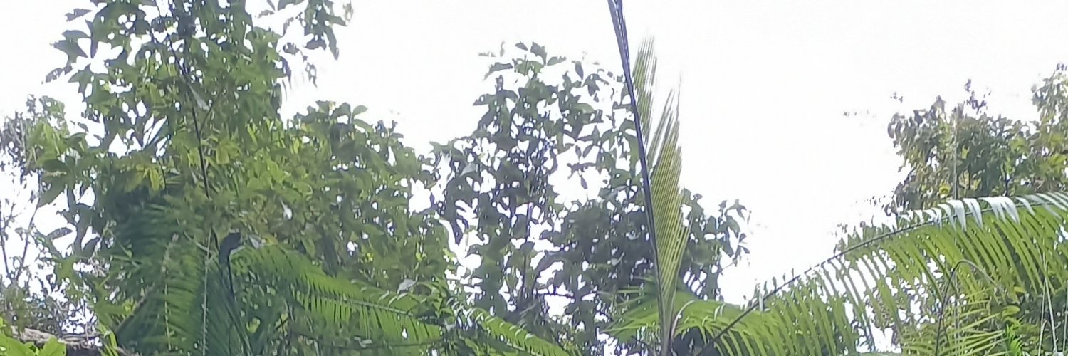 gattotaja's profile banner image