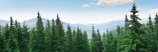 pine_holy's profile banner image