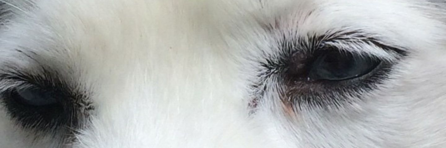 ERosplock's profile banner image
