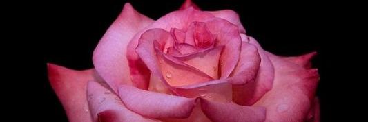 Lucyccoo's profile banner image