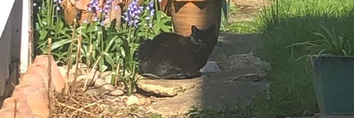 Gary George Cook banner