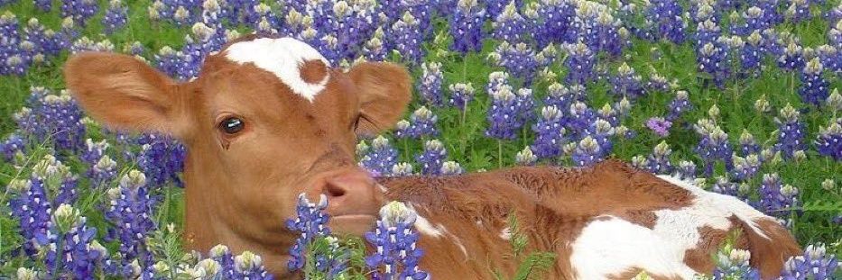 buenosvides's profile banner image