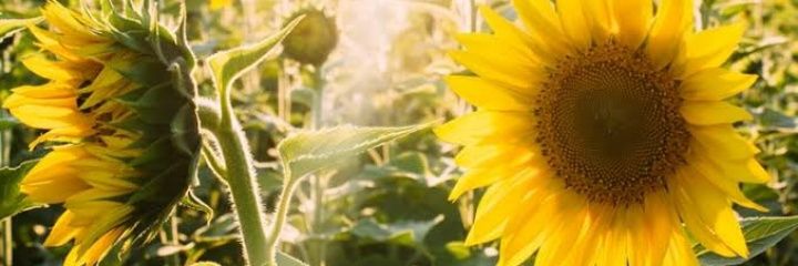 reraafn's profile banner image