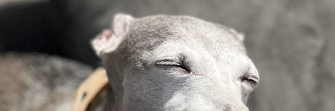 yng_f_lov's profile banner image