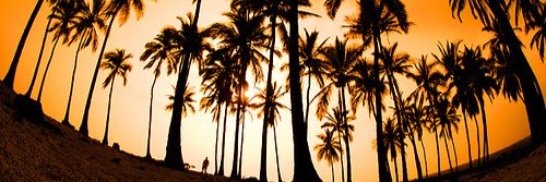 wessoliveir_'s profile banner image