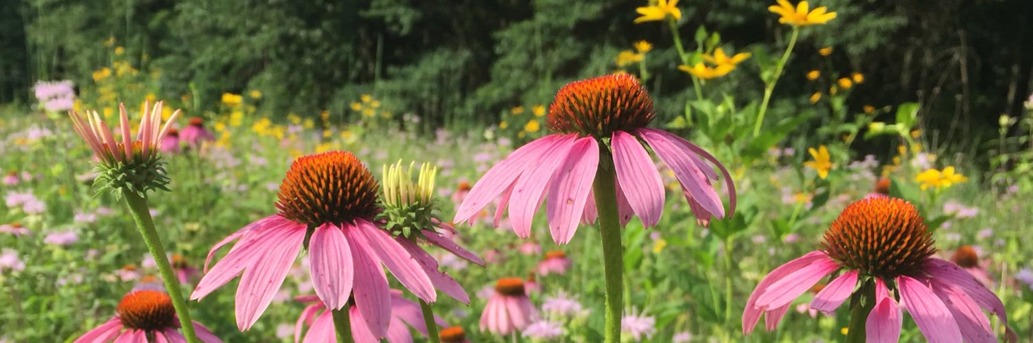 Amy_E_Huser's profile banner image