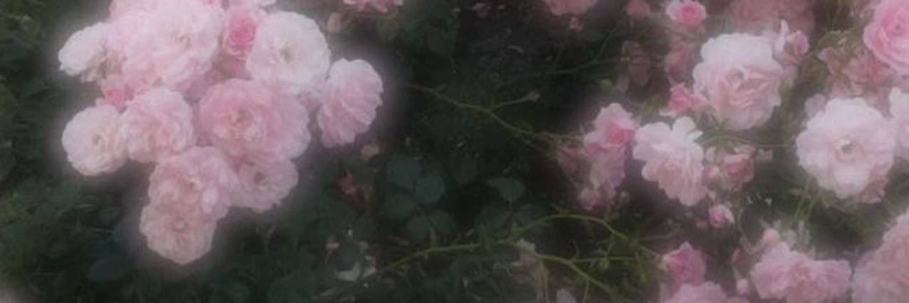 il_icc's profile banner image