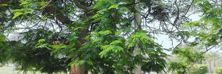 Lulla_Amr's profile banner image