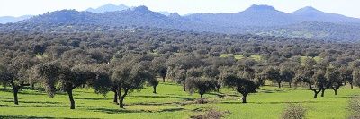 Turbitojosele banner