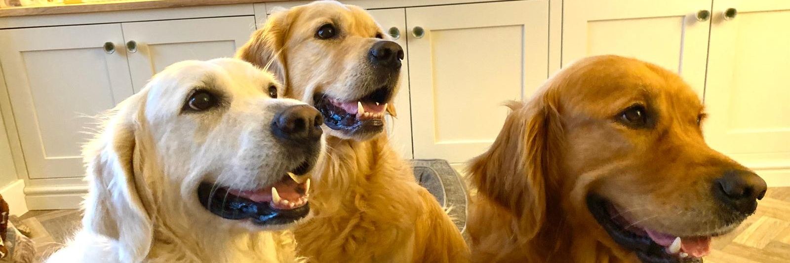 Stephen Greenfield #FBPE banner