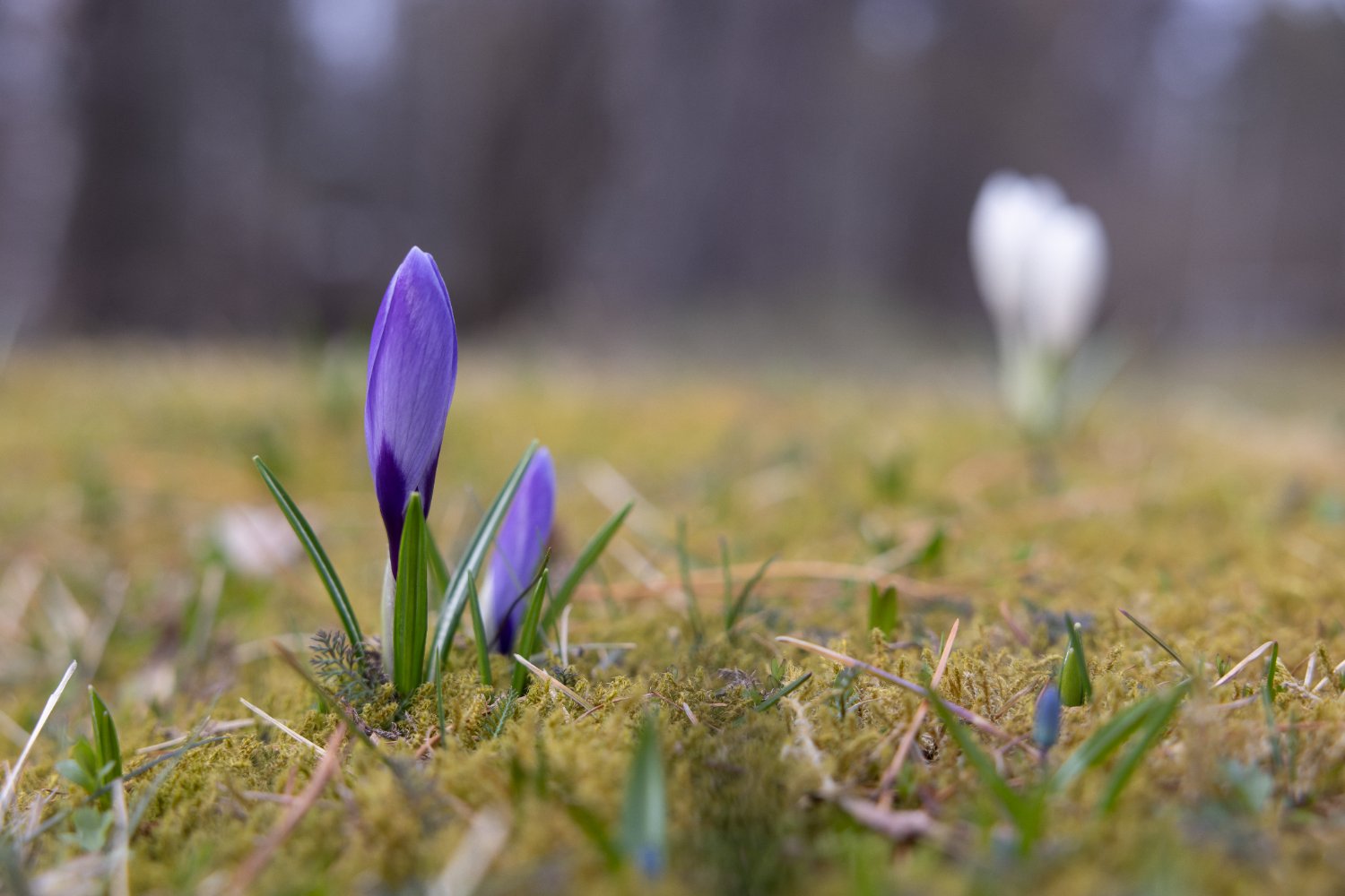 Pirkkalan kunta banner