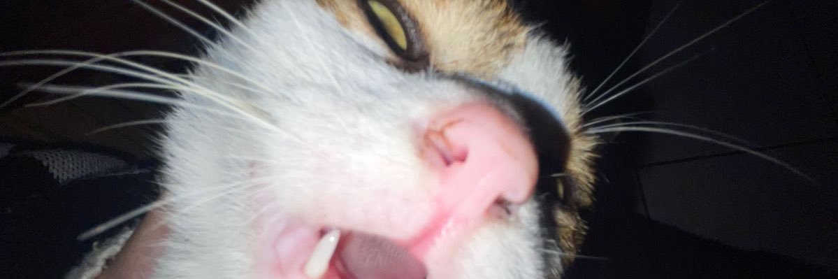 adivamiredo's profile banner image