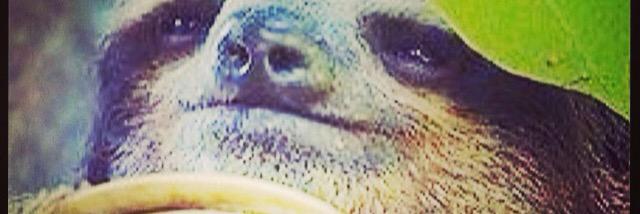HungrySloth120's profile banner image