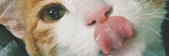 ddogabora's profile banner image