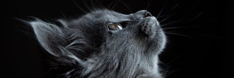 CrispyPatter's profile banner image
