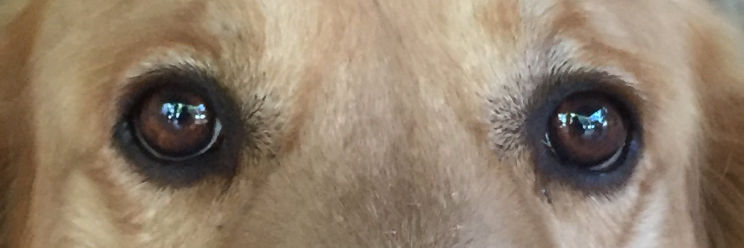 SinemDora's profile banner image