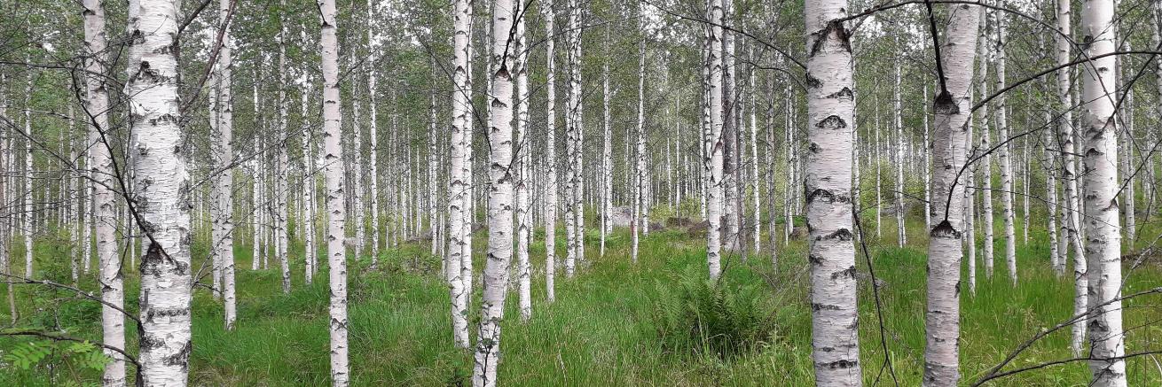 Julia Koricheva banner