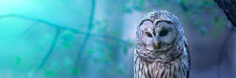 Misty Day banner