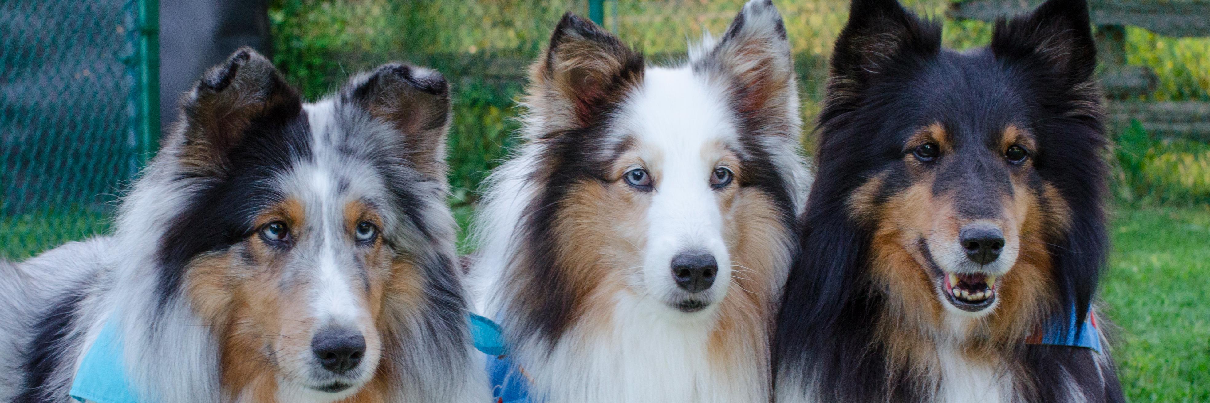 Emily Fitzpatrick banner