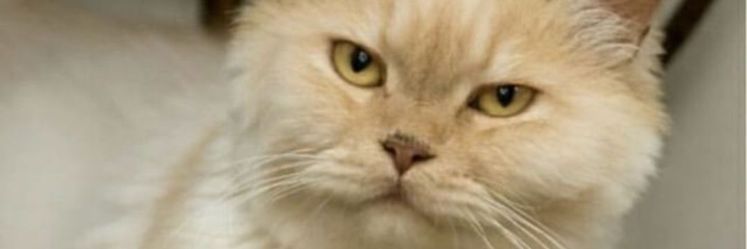 fintallion's profile banner image
