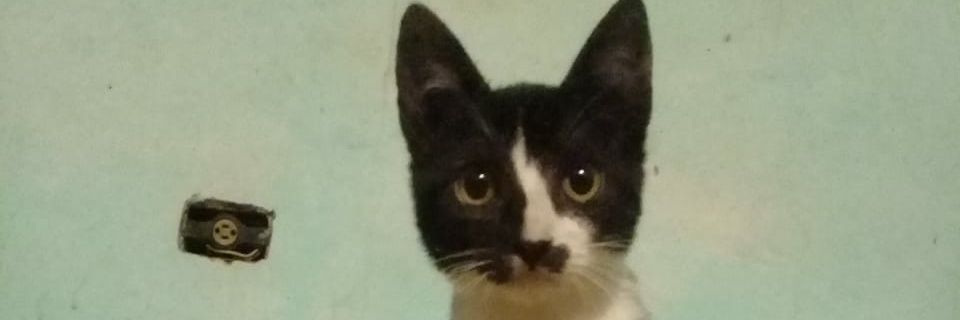 franvera1996's profile banner image