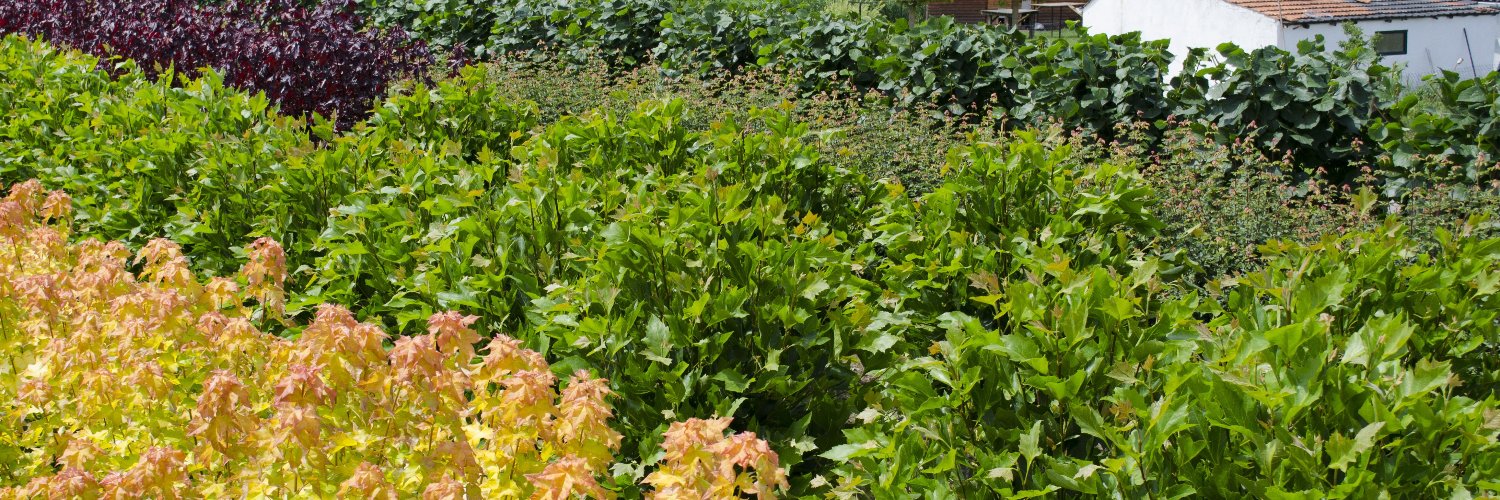 Kaj van der Reet banner