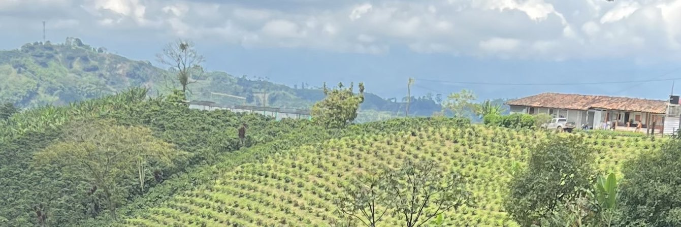 Lina Arango - Mariposa verde - Eje Cafetero banner