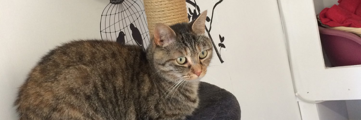 cottagecats's profile banner image