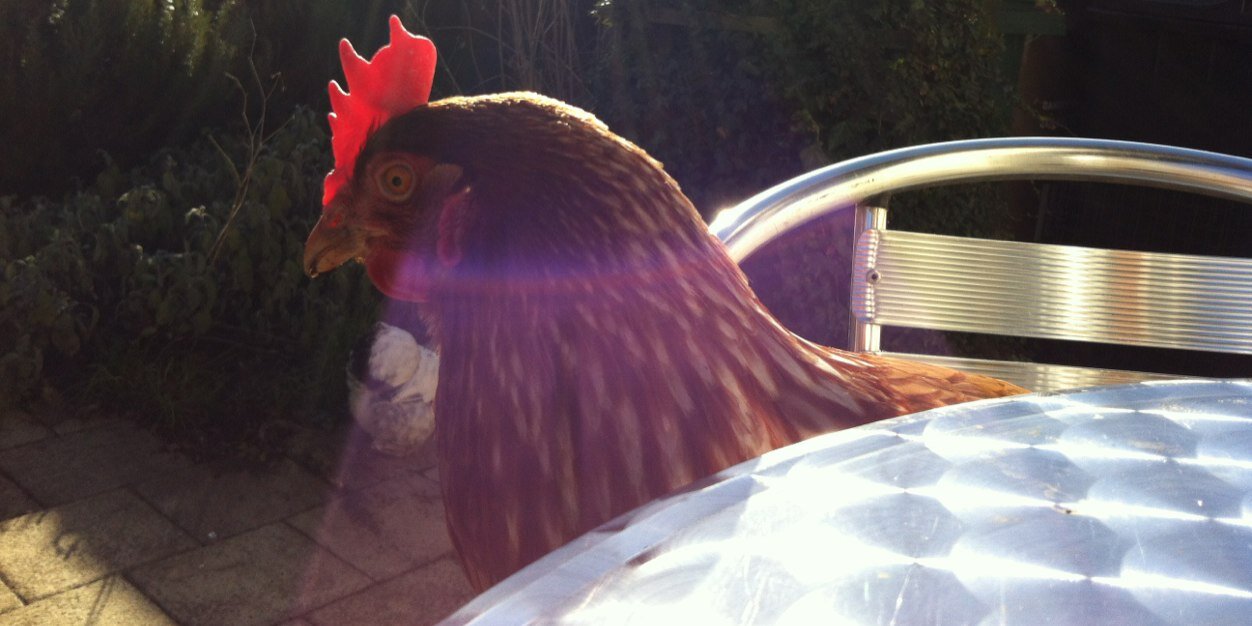Naughty_Chicken's profile banner image