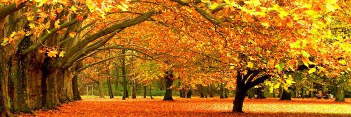 borfe11's profile banner image