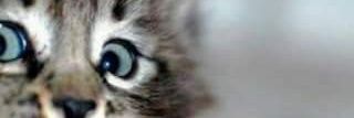 feladre's profile banner image