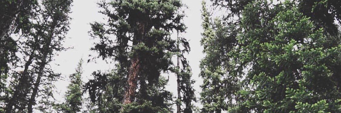 🐤 banner