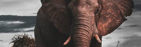 Mulemba_Musingo's profile banner image