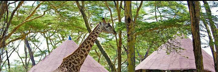 bilhakosgei's profile banner image
