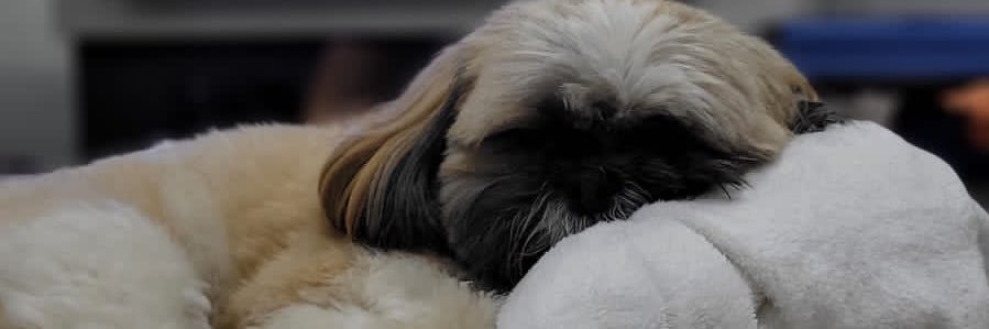OCaetanoO's profile banner image