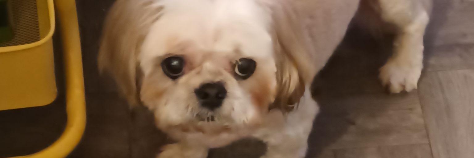 Lori Bonnewell banner